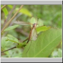 Tipula sp - Schnake 01b.jpg